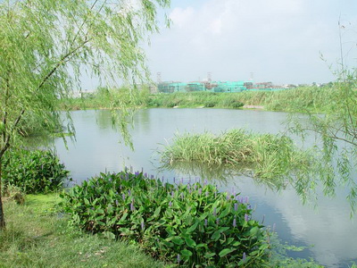 青浦生態(tài)河道治理